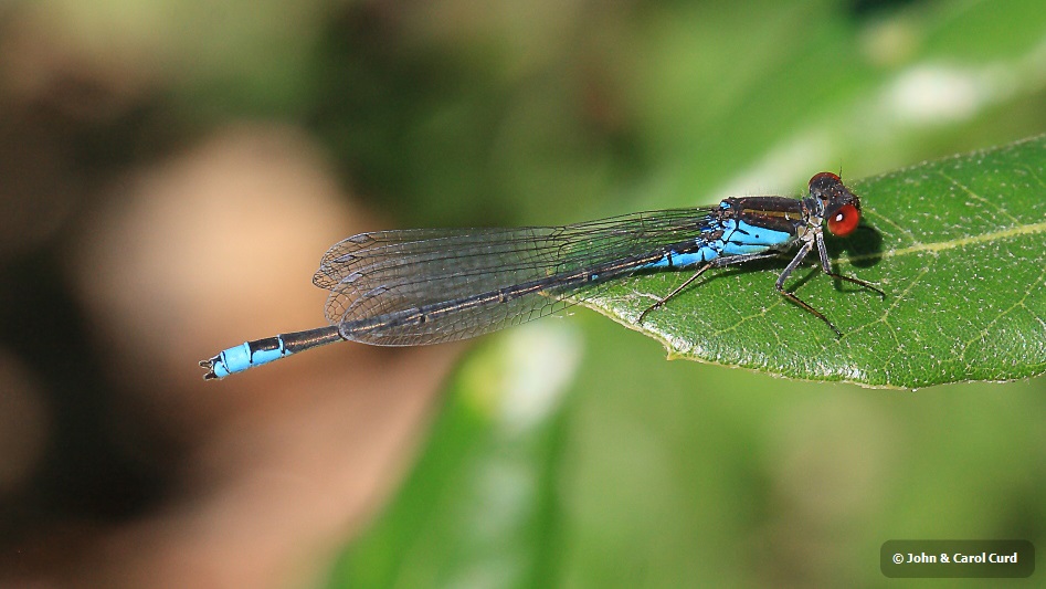 IMG_1345 Small Red-eyed Erythromma viridulum.JPG